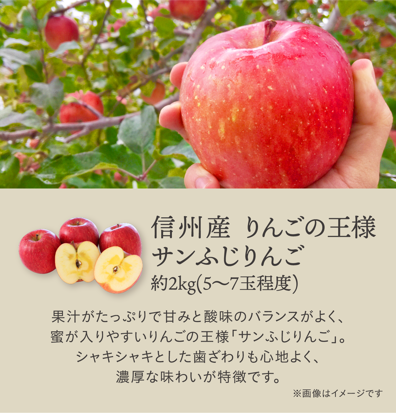 信州産 りんごの王様サンふじりんご