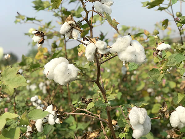 オーガニックコットンとは