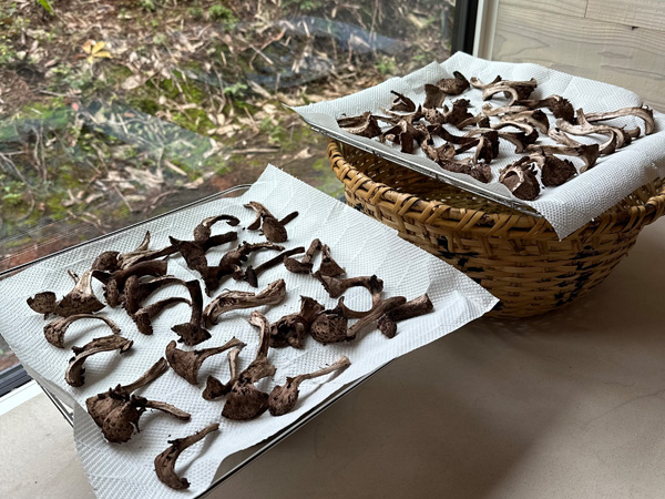 移住後に知った香茸は、地元では松茸よりも好きな人が多い香り高いきのこ 毎年干してポルチーニのように使用しています