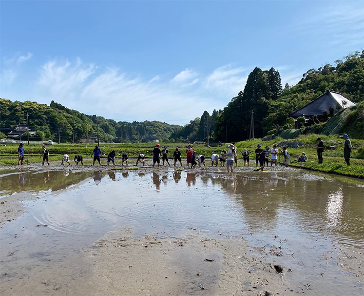 皆で行う田植え
