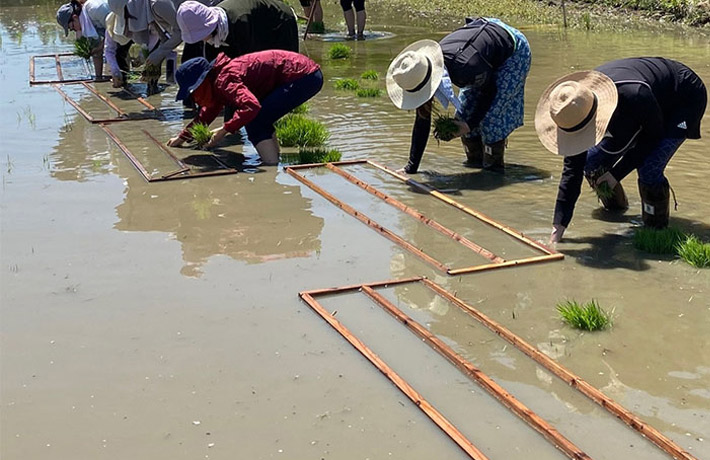 田定規を使って田植えを行う