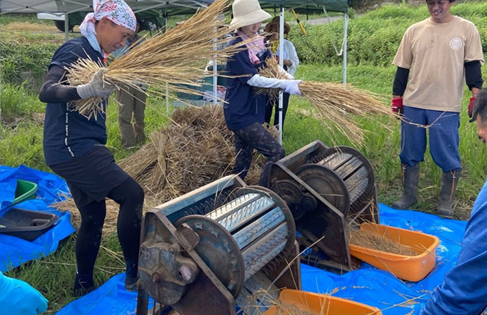 昔ながらの「足踏み脱穀機」