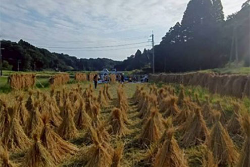 おだかけを終えた田んぼ