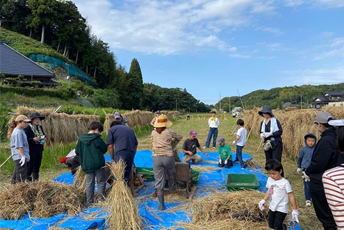 収穫後におだかけ作業を行う様子