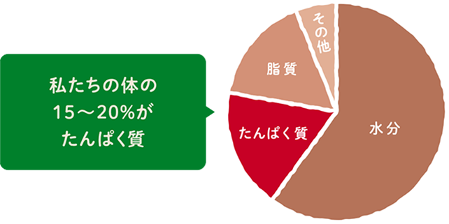 私たちの体の15～20%がたんぱく質